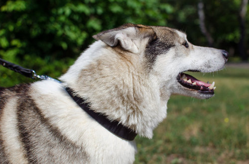 犬 首輪　シンプル